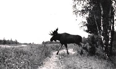 Ostpreußischer Elch - Bildquelle: Ostpreußen in schönen Bildern, Verlag Der Eiserne Hammer, Königstein im Taunus und Leipzig, (undatiert, vor 1945), Seite 4